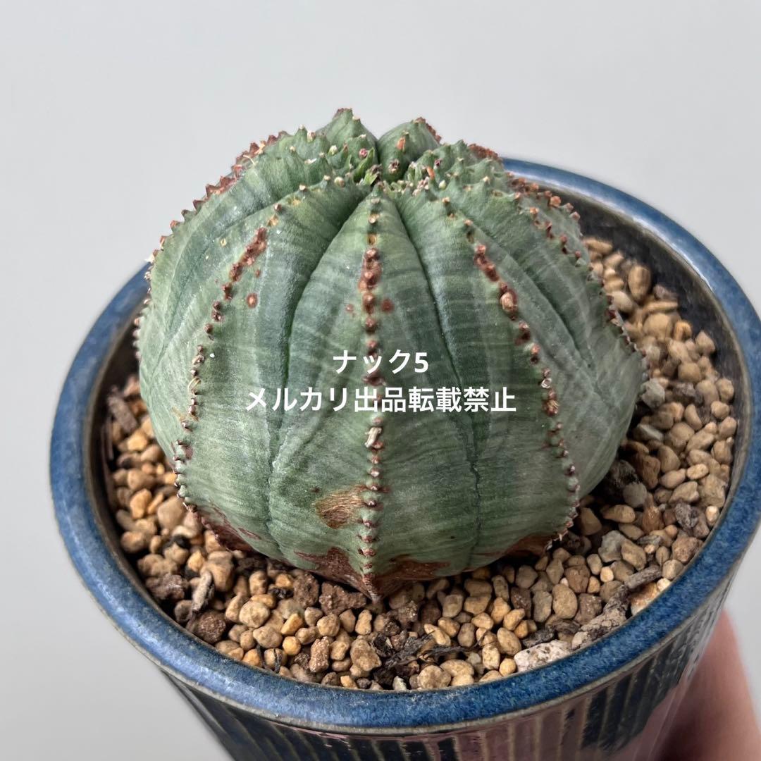 径約6.8cm オベサ 美模様ユーフォルビア（検索）ビンテージ オールドオベサ