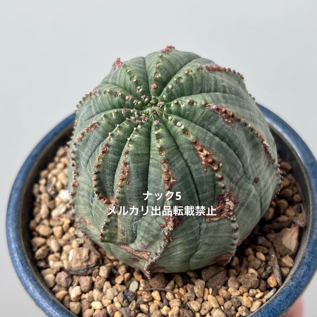 径約6.8cm オベサ 美模様ユーフォルビア（検索）ビンテージ オールドオベサ