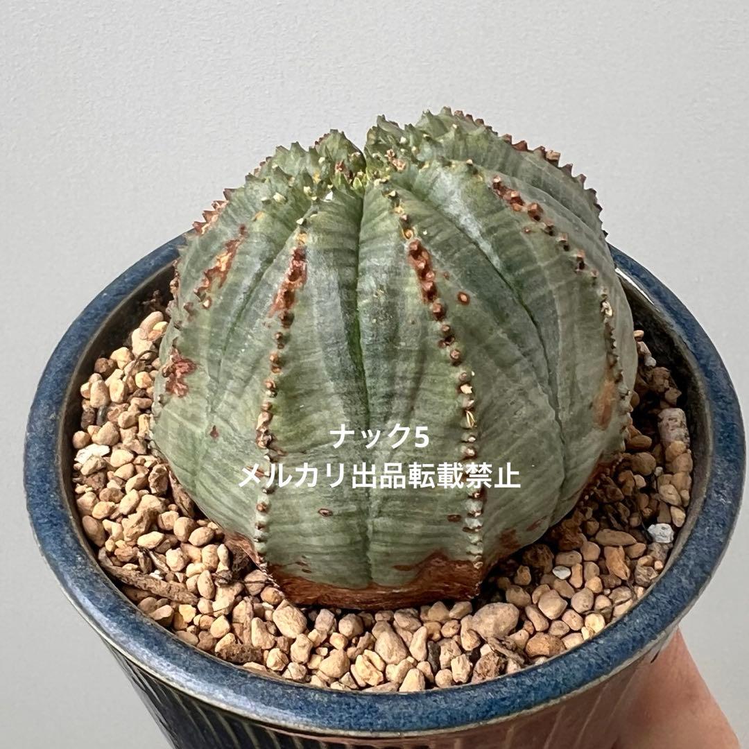 径約6.8cm オベサ 美模様ユーフォルビア（検索）ビンテージ オールドオベサ