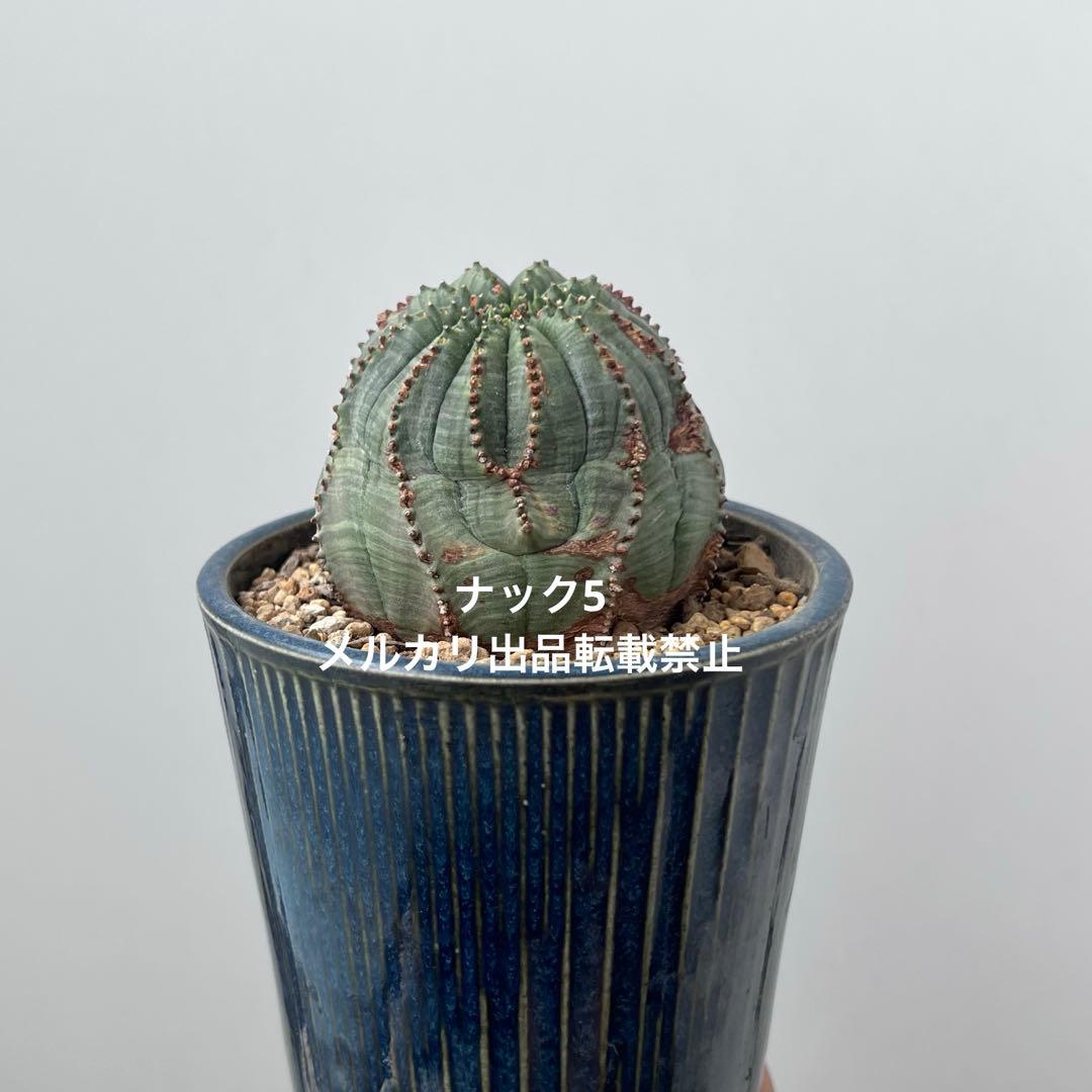 径約6.8cm オベサ 美模様ユーフォルビア（検索）ビンテージ オールドオベサ