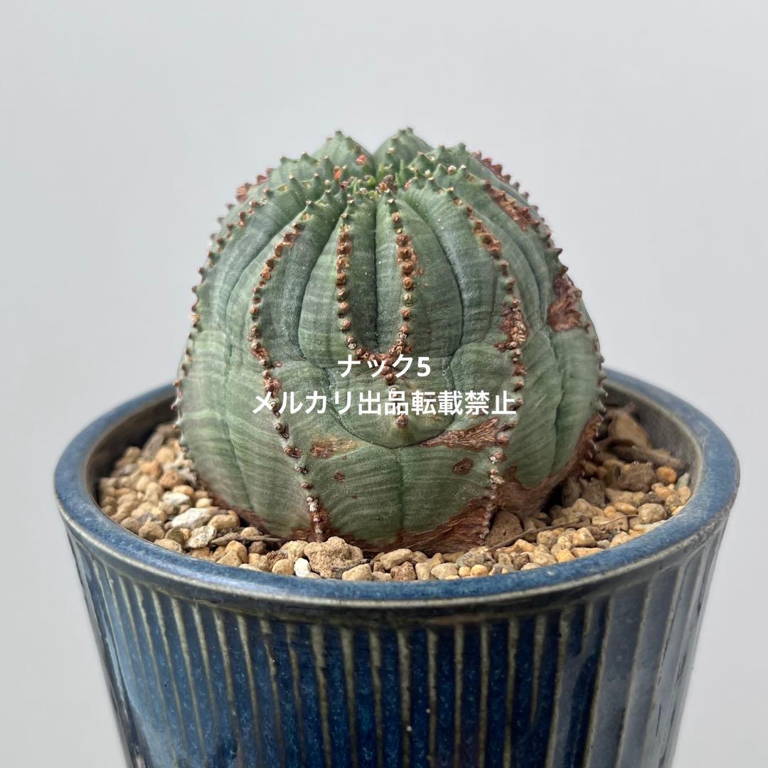 径約6.8cm オベサ 美模様ユーフォルビア（検索）ビンテージ オールドオベサ