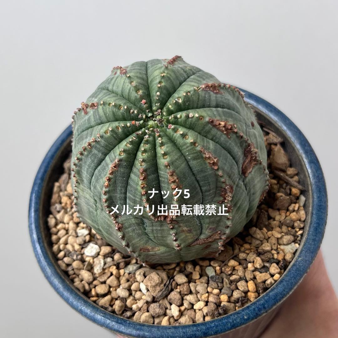 径約6.8cm オベサ 美模様ユーフォルビア（検索）ビンテージ オールドオベサ