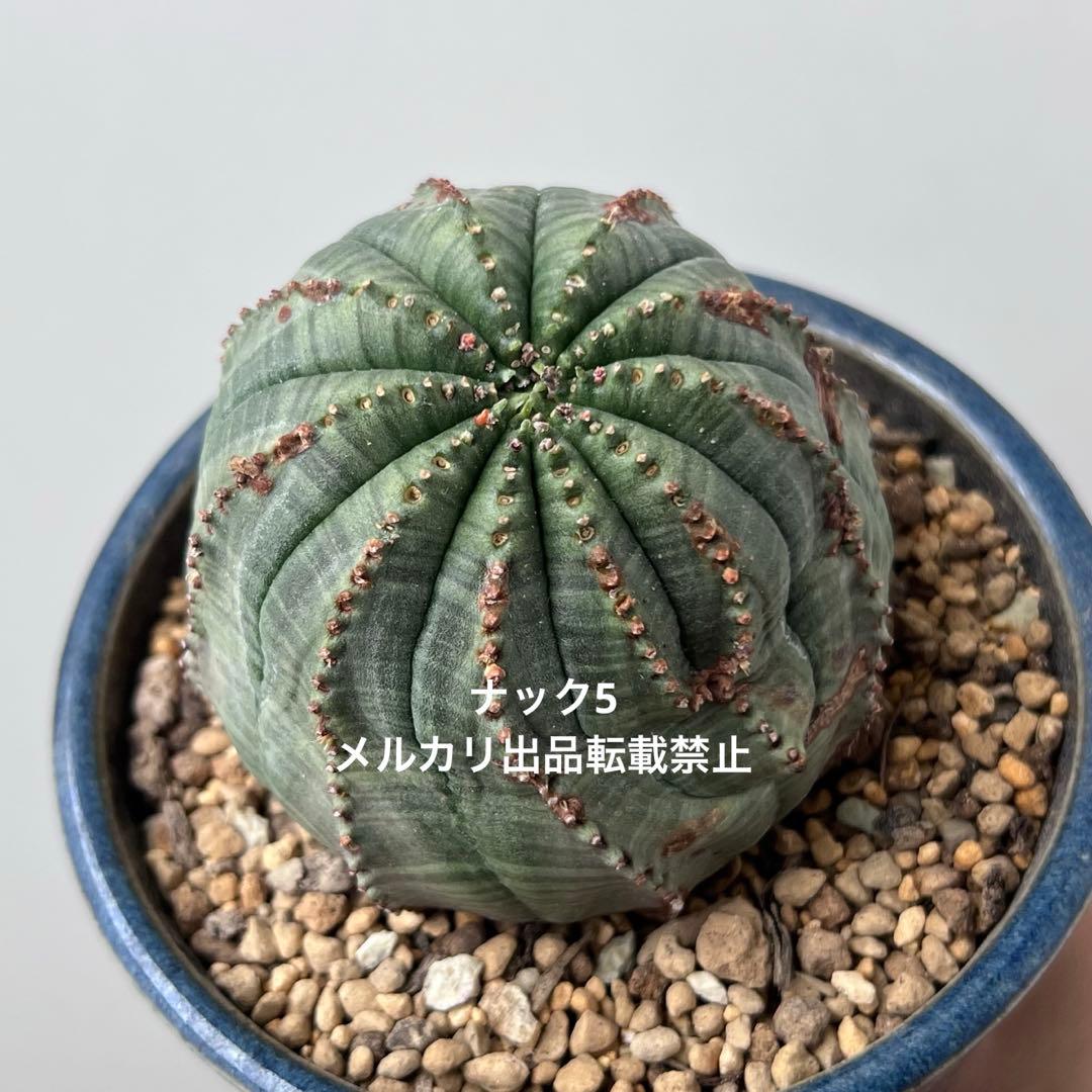 径約6.8cm オベサ 美模様ユーフォルビア（検索）ビンテージ オールドオベサ