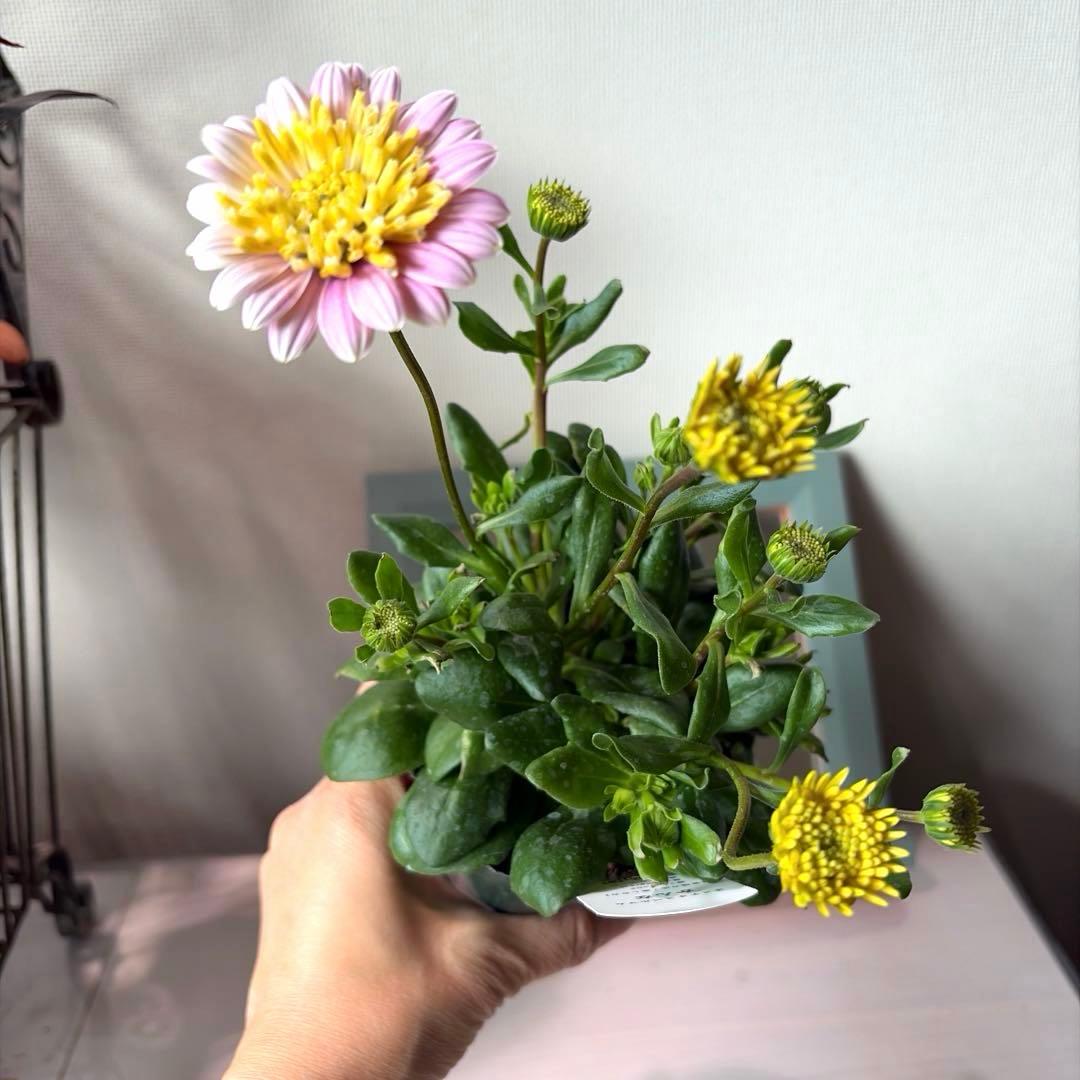 user_7b90df9b様　確認用