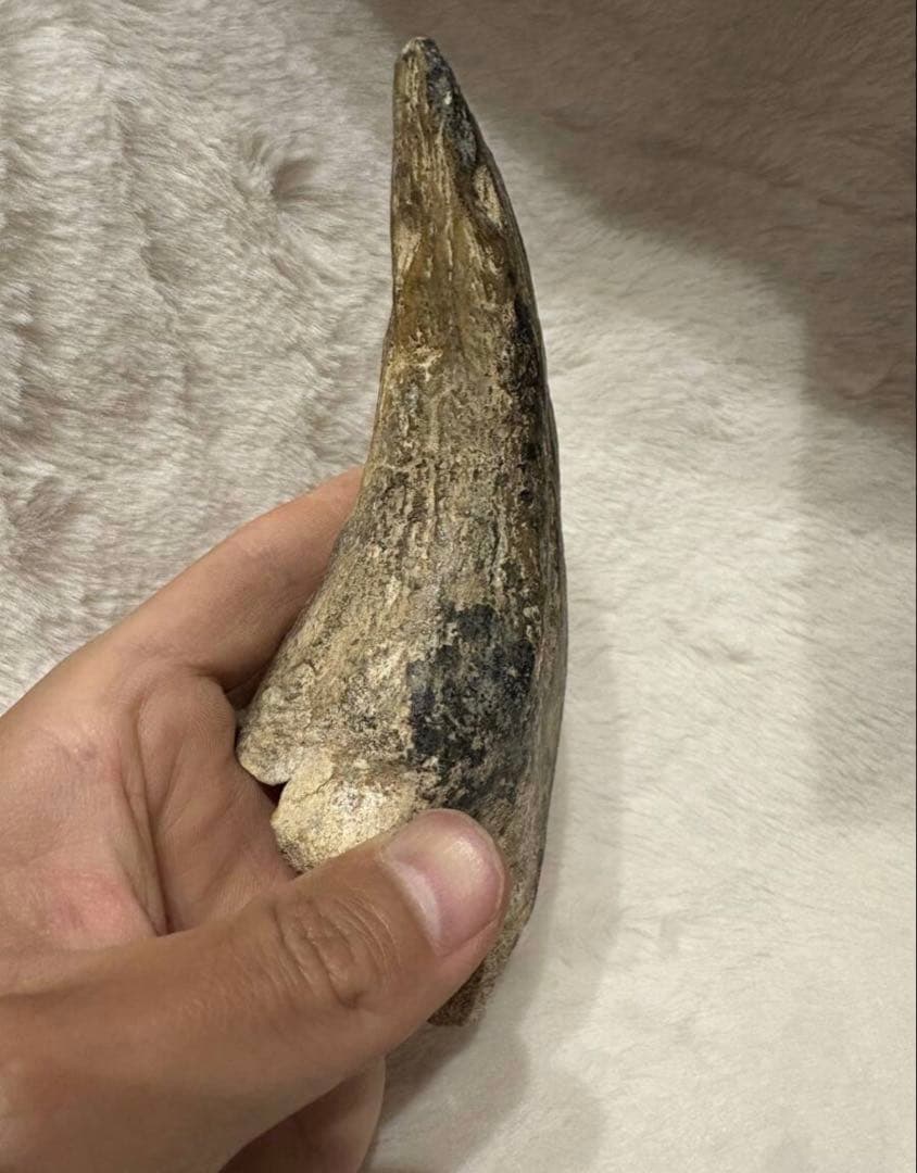 ニジェールのスコミムスのフットクロウ　化石　恐竜　/スピノサウルス　モササウルス