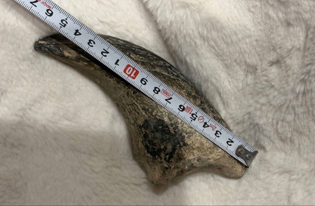 ニジェールのスコミムスのフットクロウ　化石　恐竜　/スピノサウルス　モササウルス