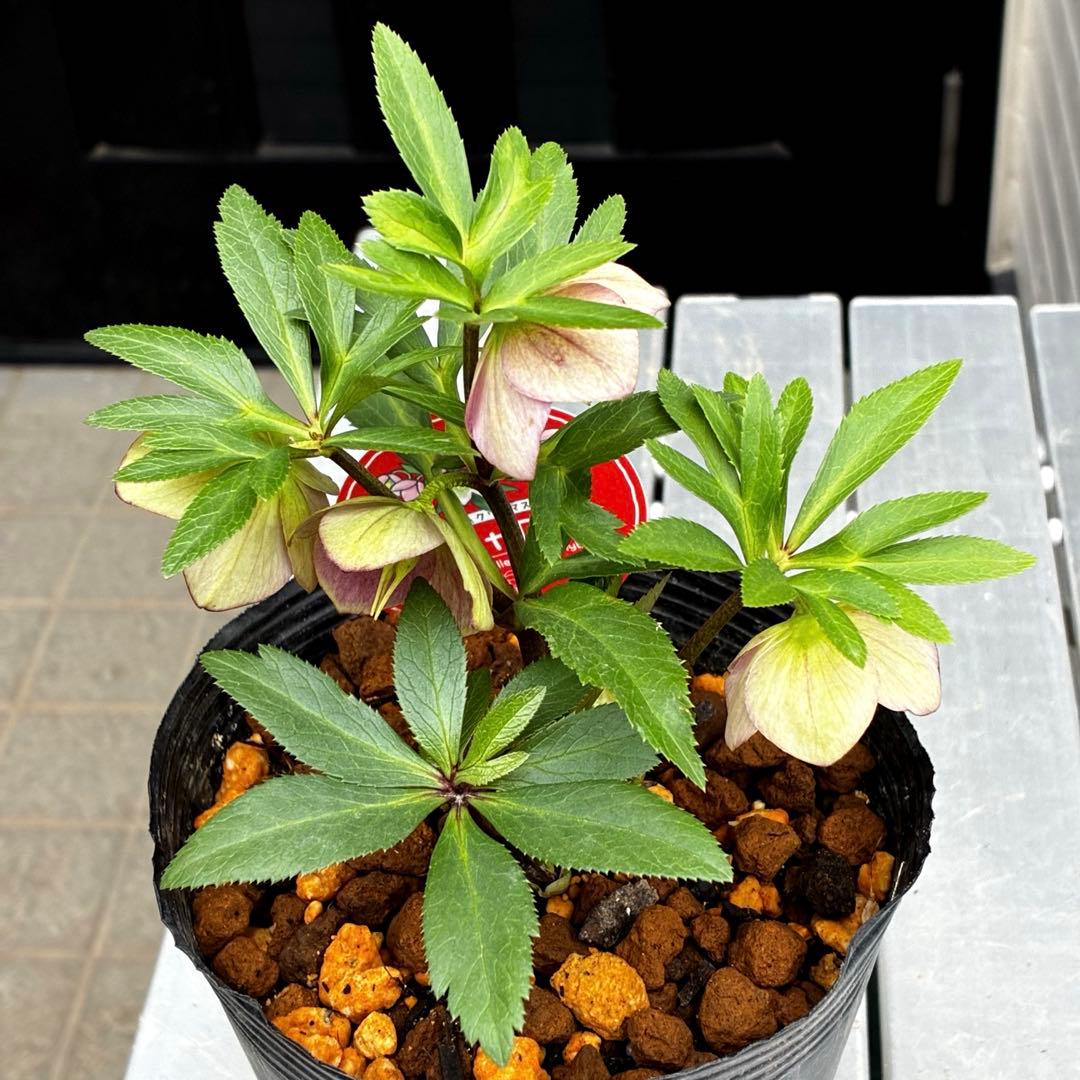 739☘️タグ付☘️プチドール⭐️鮮やかピンク⭐️リバーシブル⭐️超小輪超コンパクト⭐️横山