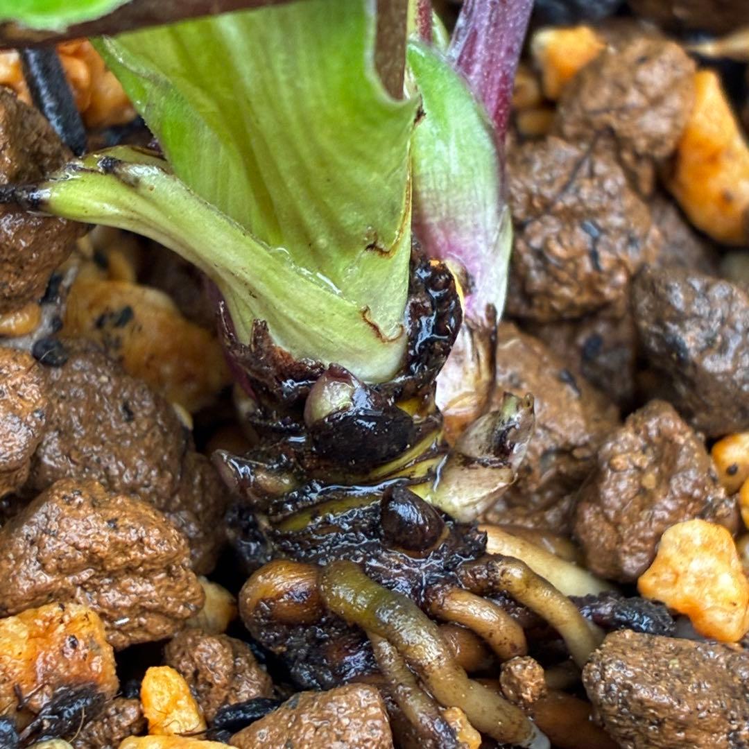 739☘️タグ付☘️プチドール⭐️鮮やかピンク⭐️リバーシブル⭐️超小輪超コンパクト⭐️横山