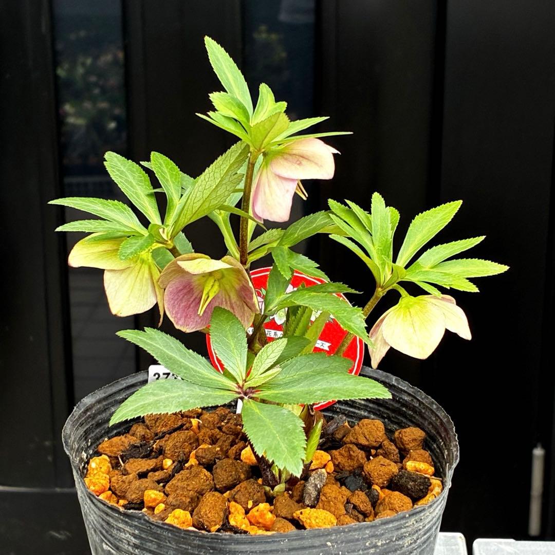 739☘️タグ付☘️プチドール⭐️鮮やかピンク⭐️リバーシブル⭐️超小輪超コンパクト⭐️横山