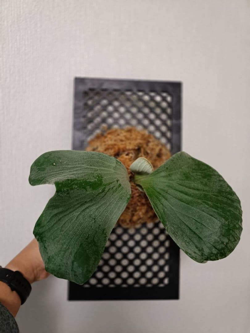 ビカクシダ　Platycerium elephantotis