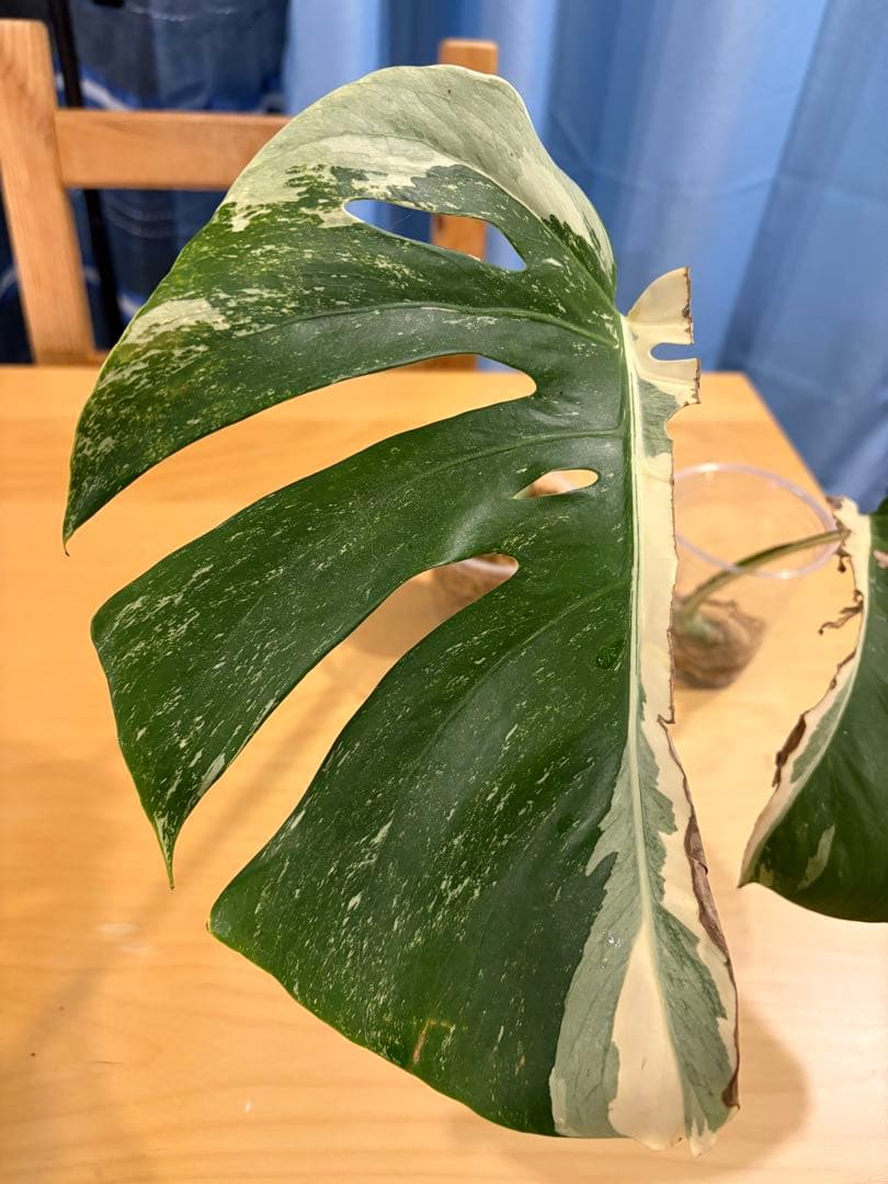 2株セットモンステラ ホワイトモンスター とモンステラ ホワイトタイガー