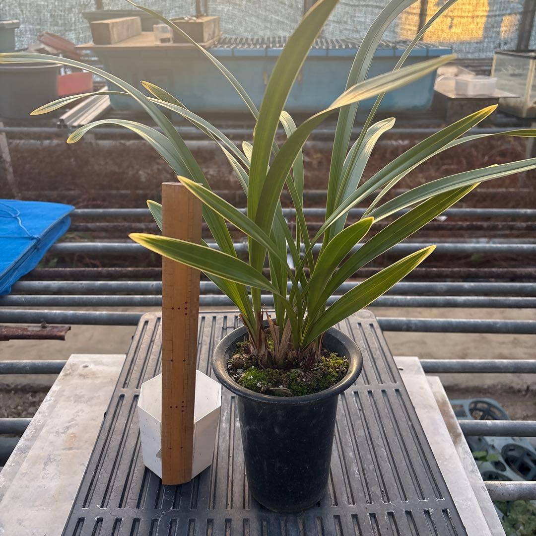 キンリョウヘン原種　常磐錦　花芽4付き