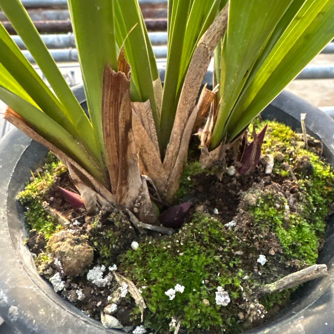 キンリョウヘン原種　常磐錦　花芽4付き