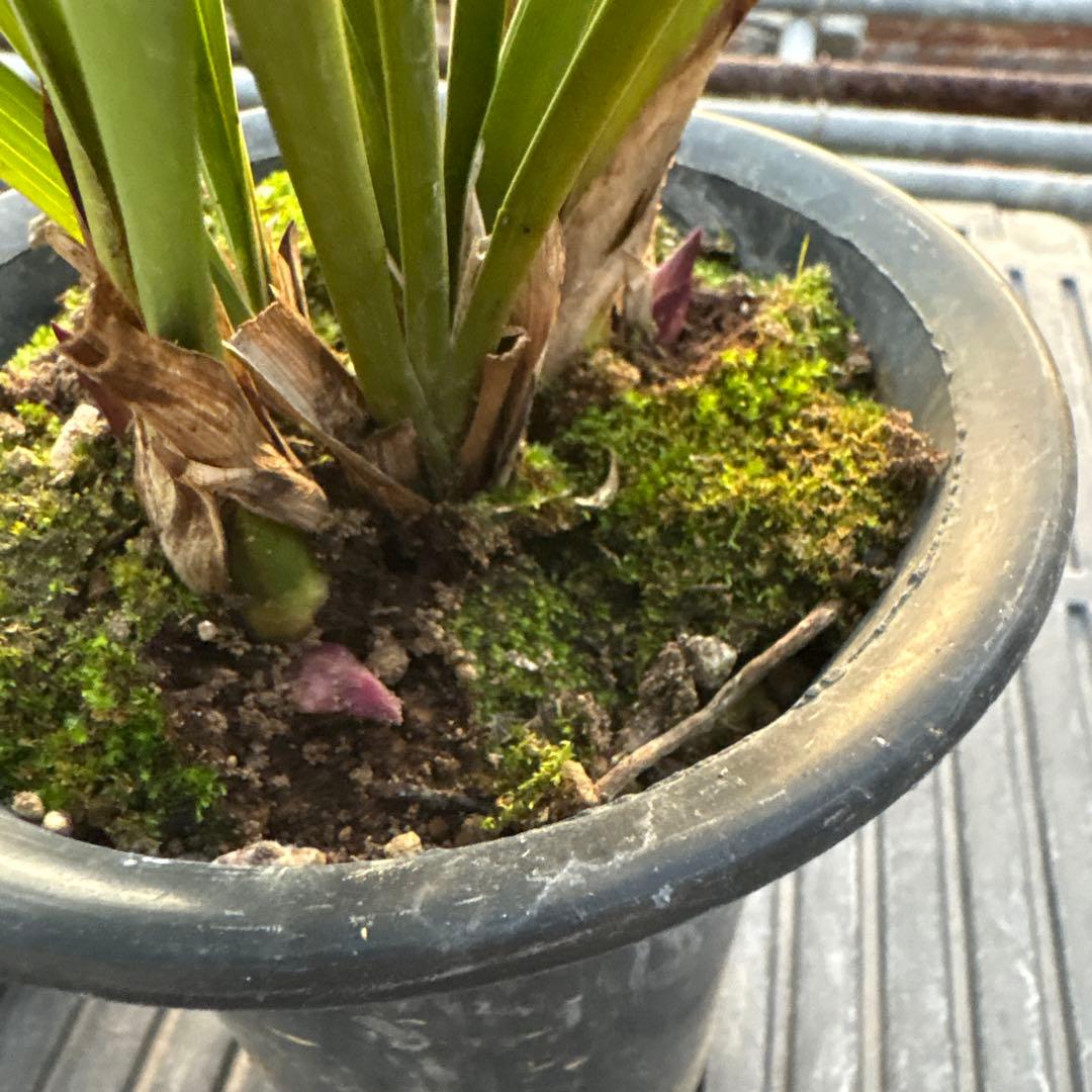 キンリョウヘン原種　常磐錦　花芽4付き