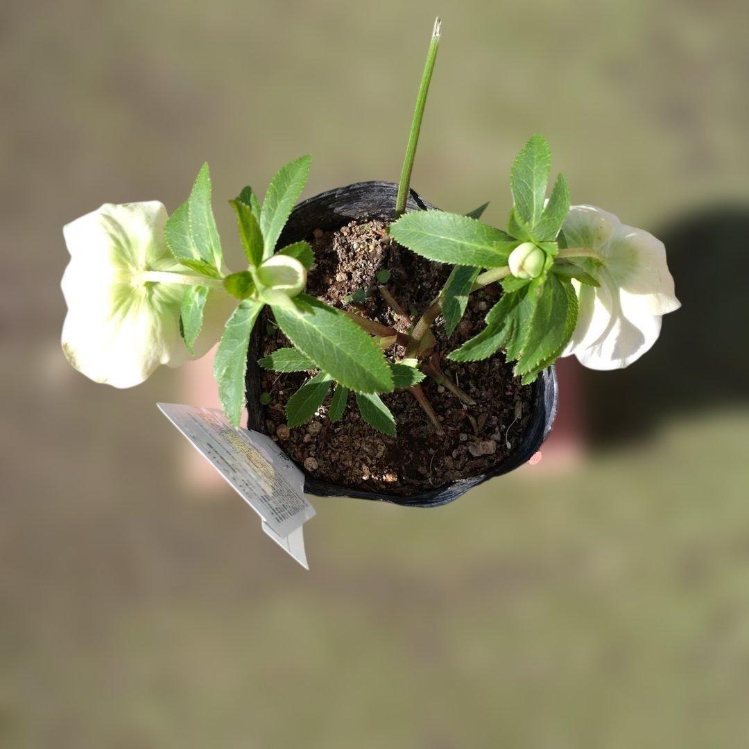 曽田園芸✨セミダブル✨開花株✨オフホワイト✨良型