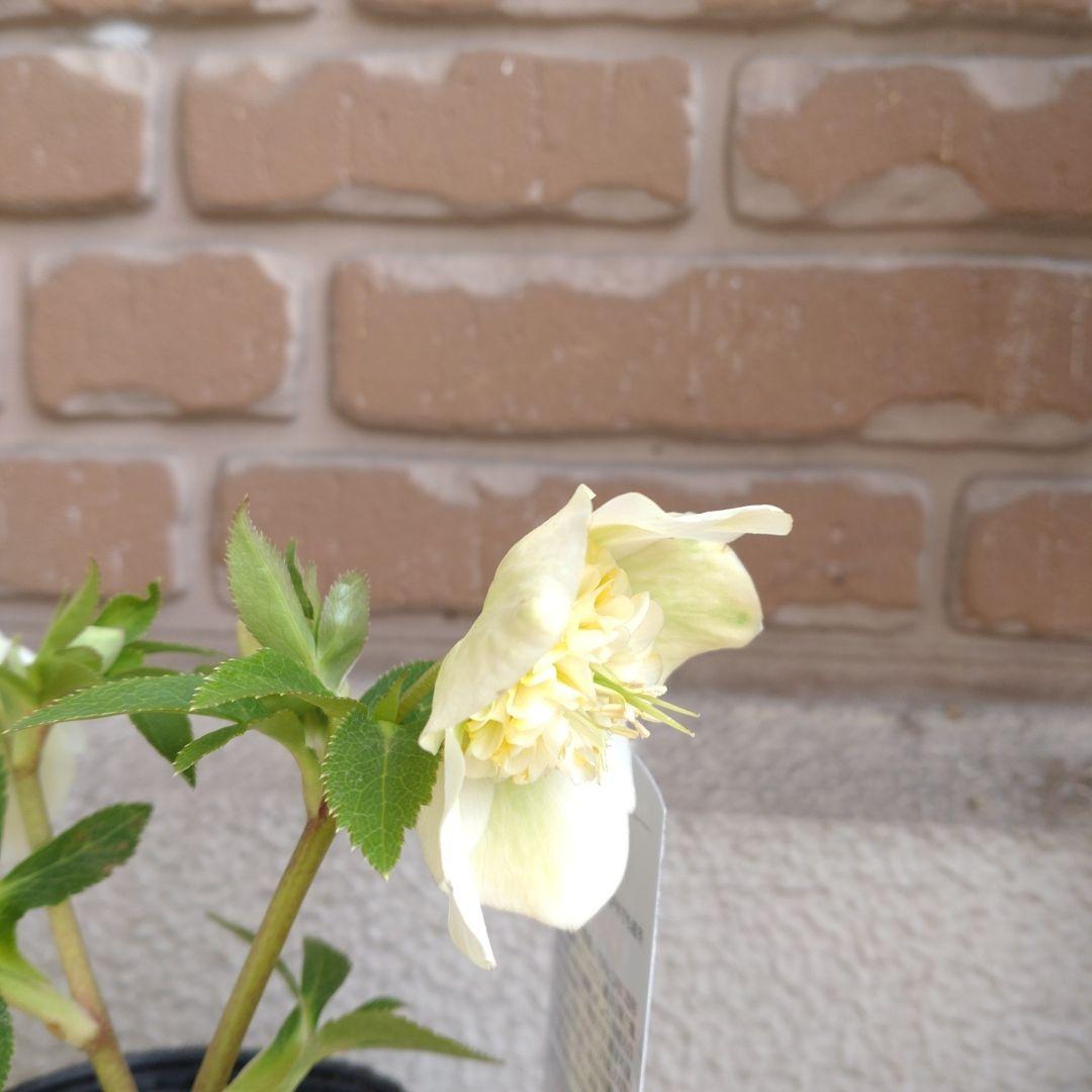 曽田園芸✨セミダブル✨開花株✨オフホワイト✨良型