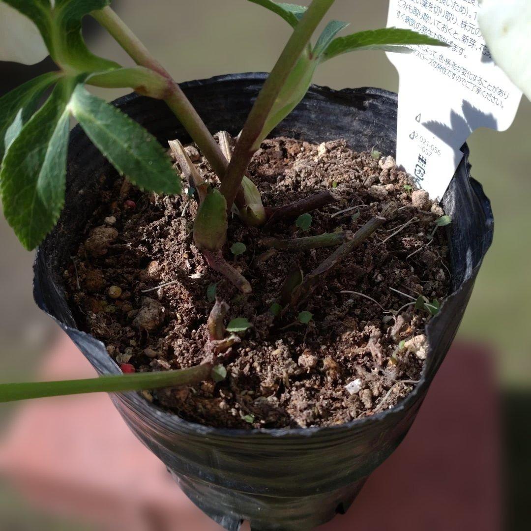 曽田園芸✨セミダブル✨開花株✨オフホワイト✨良型