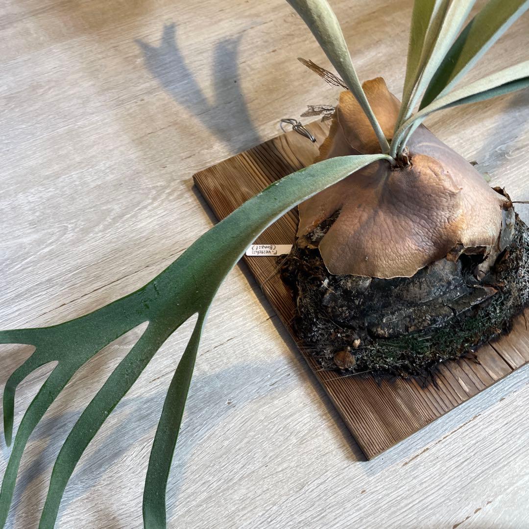 ビカクシダ　veitchii 親株　ヴェイチー