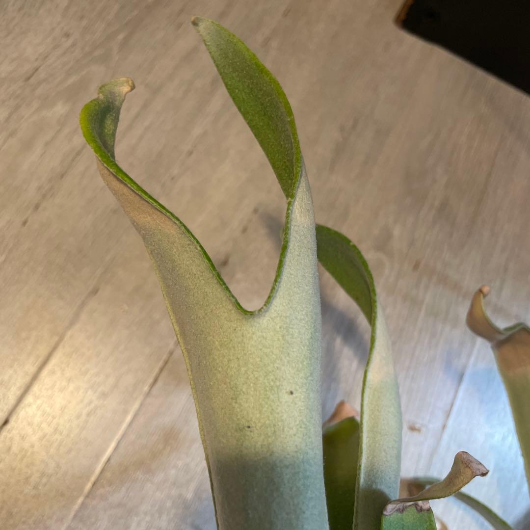 ビカクシダ　veitchii 親株　ヴェイチー