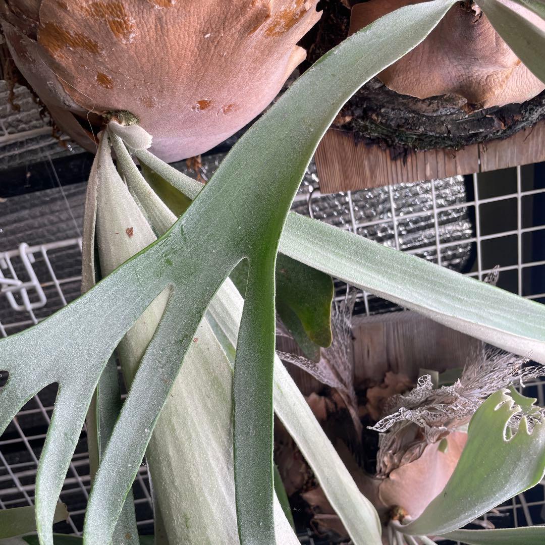 ビカクシダ　veitchii 親株　ヴェイチー