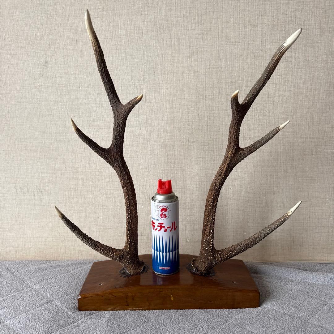 日本鹿　ツノ