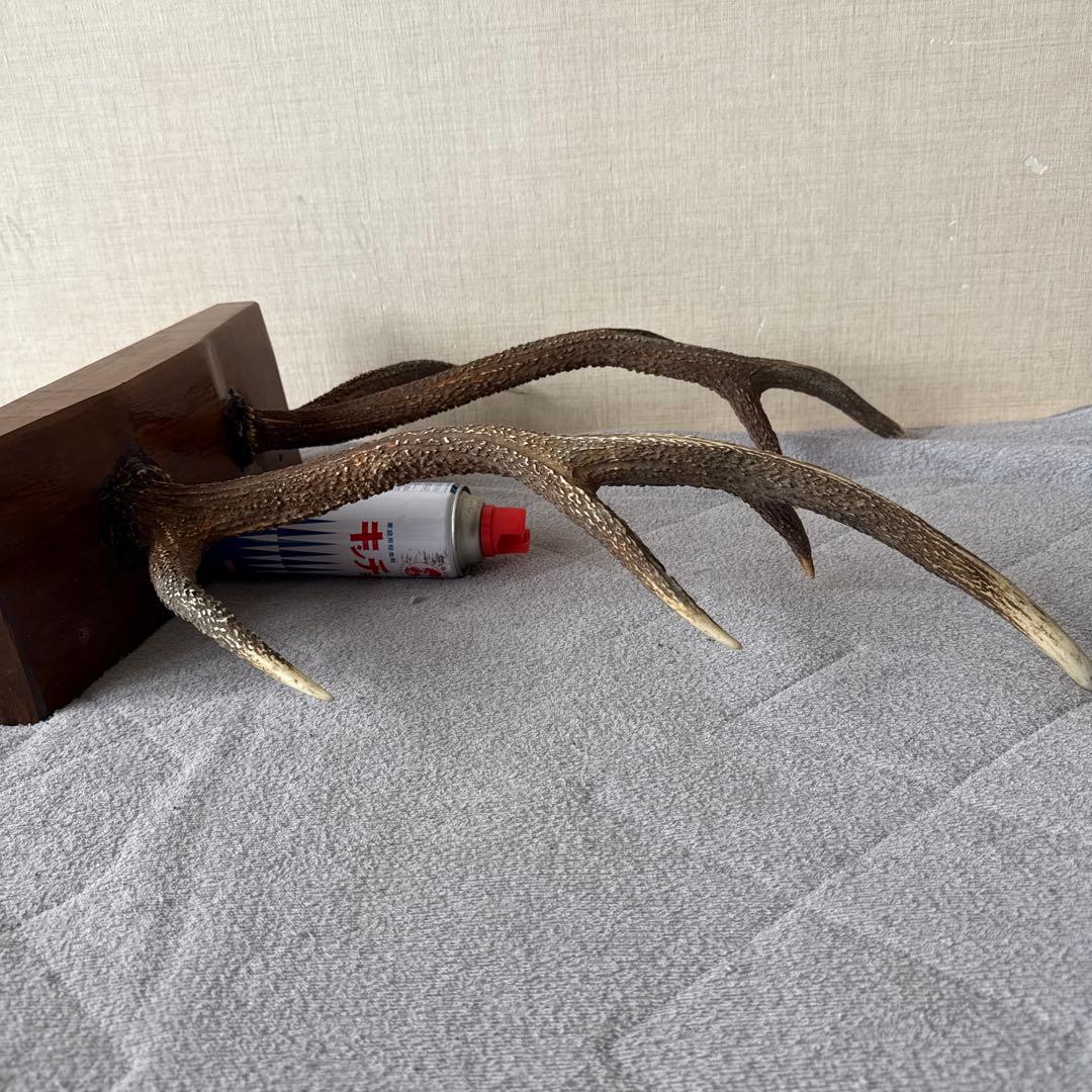 日本鹿　ツノ