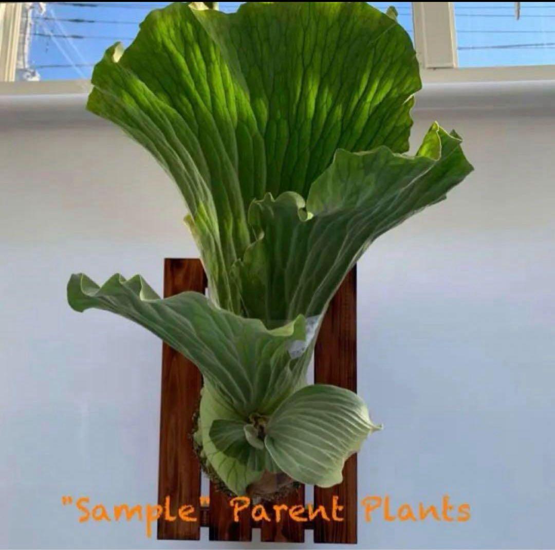 板付 観葉植物 超美形株♫〖ビカクシダ・エレファントティス〗