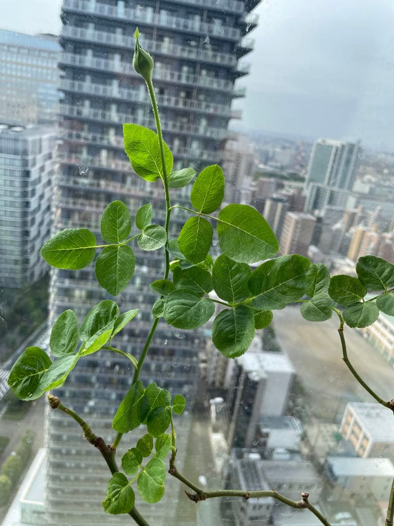 期間限定セール！そろそろ終了❣️イブ系　超強香！幻のバラ苗