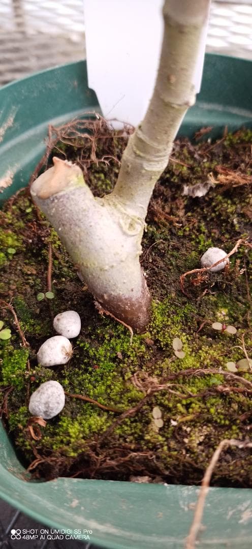 イチジク苗木　「　MAIOLINO　」2-12