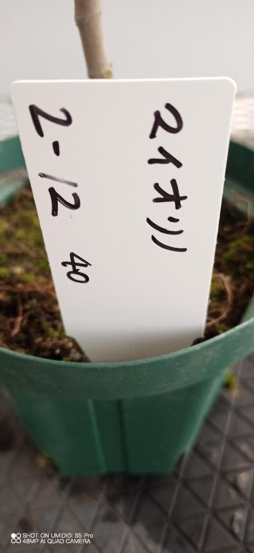 イチジク苗木　「　MAIOLINO　」2-12