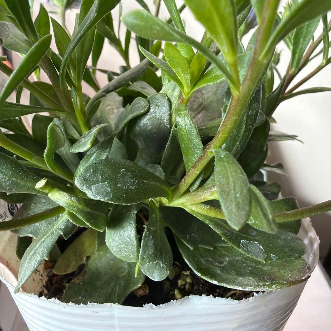 コロロン。。様　確認用