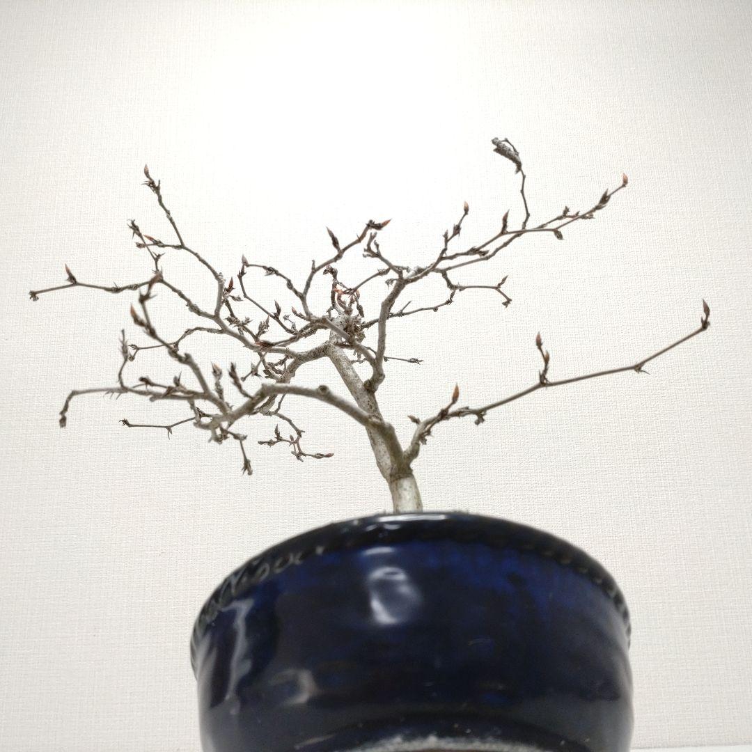 寒樹白四手（シロシデ）盆栽 SS005