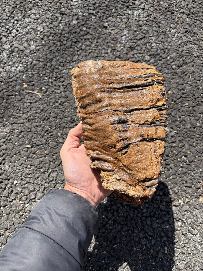 20cm マンモスの歯　化石