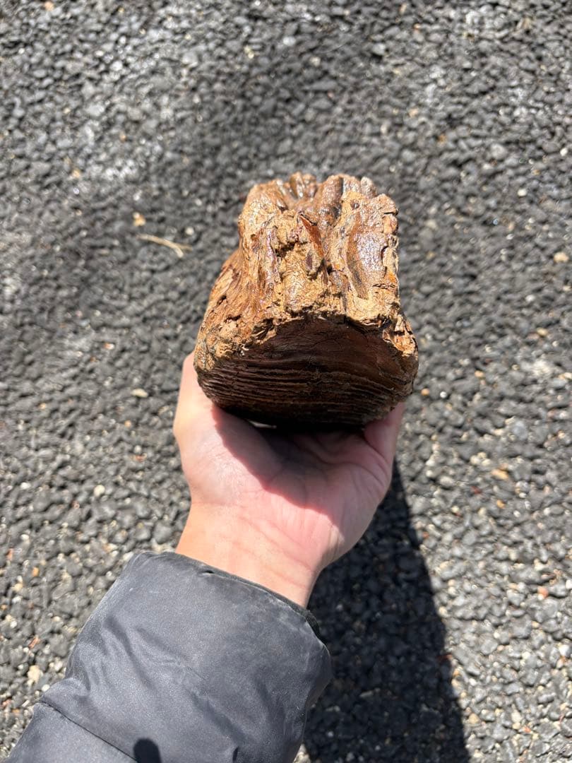 20cm マンモスの歯　化石