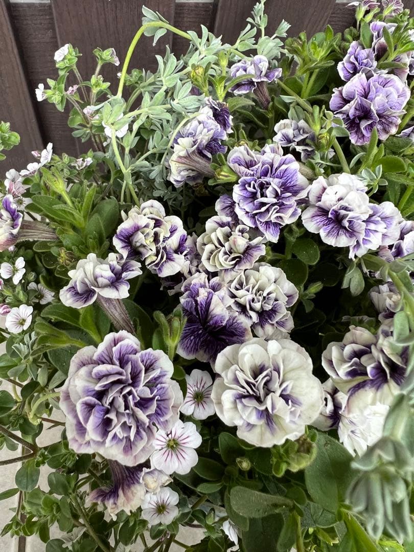 母の日にも♪ 寄せ植え　花■ペチュニアの寄せ植え