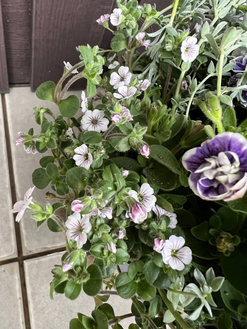 母の日にも♪ 寄せ植え　花■ペチュニアの寄せ植え