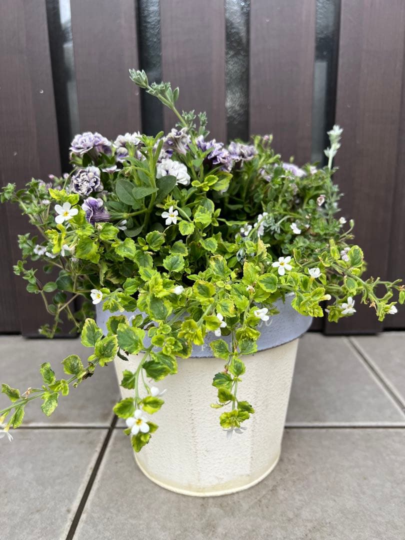 母の日にも♪ 寄せ植え　花■ペチュニアの寄せ植え