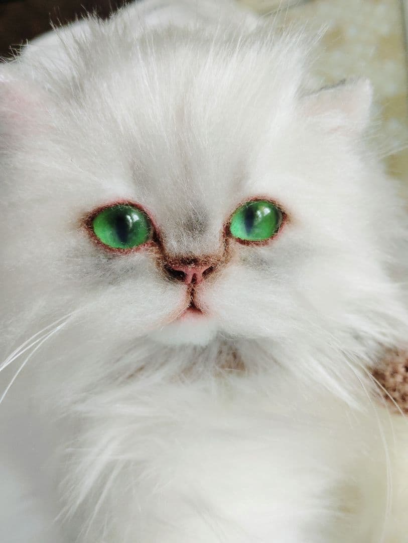 チンチラ子猫ちゃん♡美人ちゃん♡アートドール♡ぬいぐるみ♡
