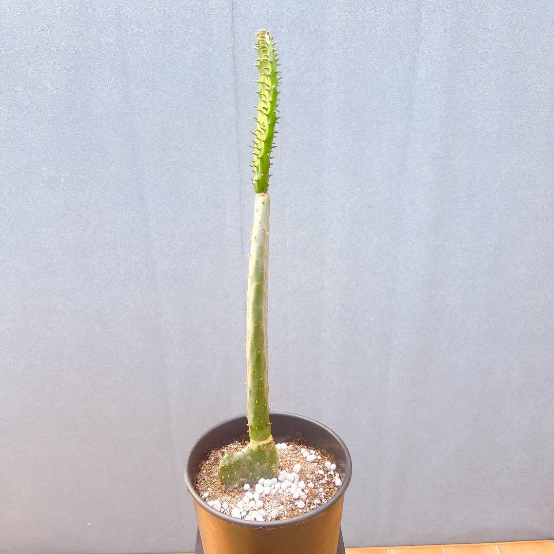 現品　サボテン　団扇サボテン　ウチワサボテン　バーバンク　棘なし　多肉植物