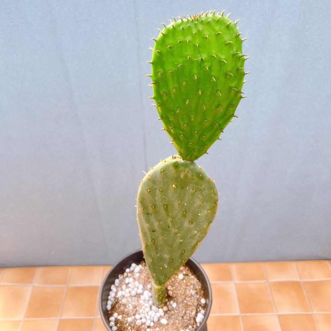 現品　サボテン　団扇サボテン　ウチワサボテン　バーバンク　棘なし　多肉植物
