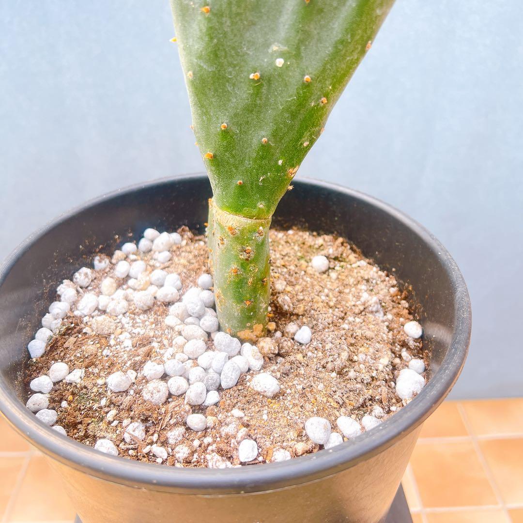 現品　サボテン　団扇サボテン　ウチワサボテン　バーバンク　棘なし　多肉植物