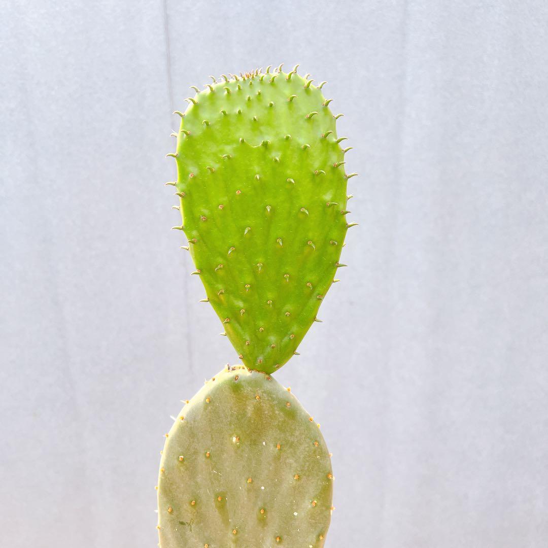 現品　サボテン　団扇サボテン　ウチワサボテン　バーバンク　棘なし　多肉植物