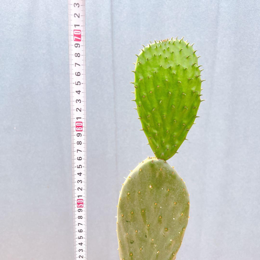 現品　サボテン　団扇サボテン　ウチワサボテン　バーバンク　棘なし　多肉植物