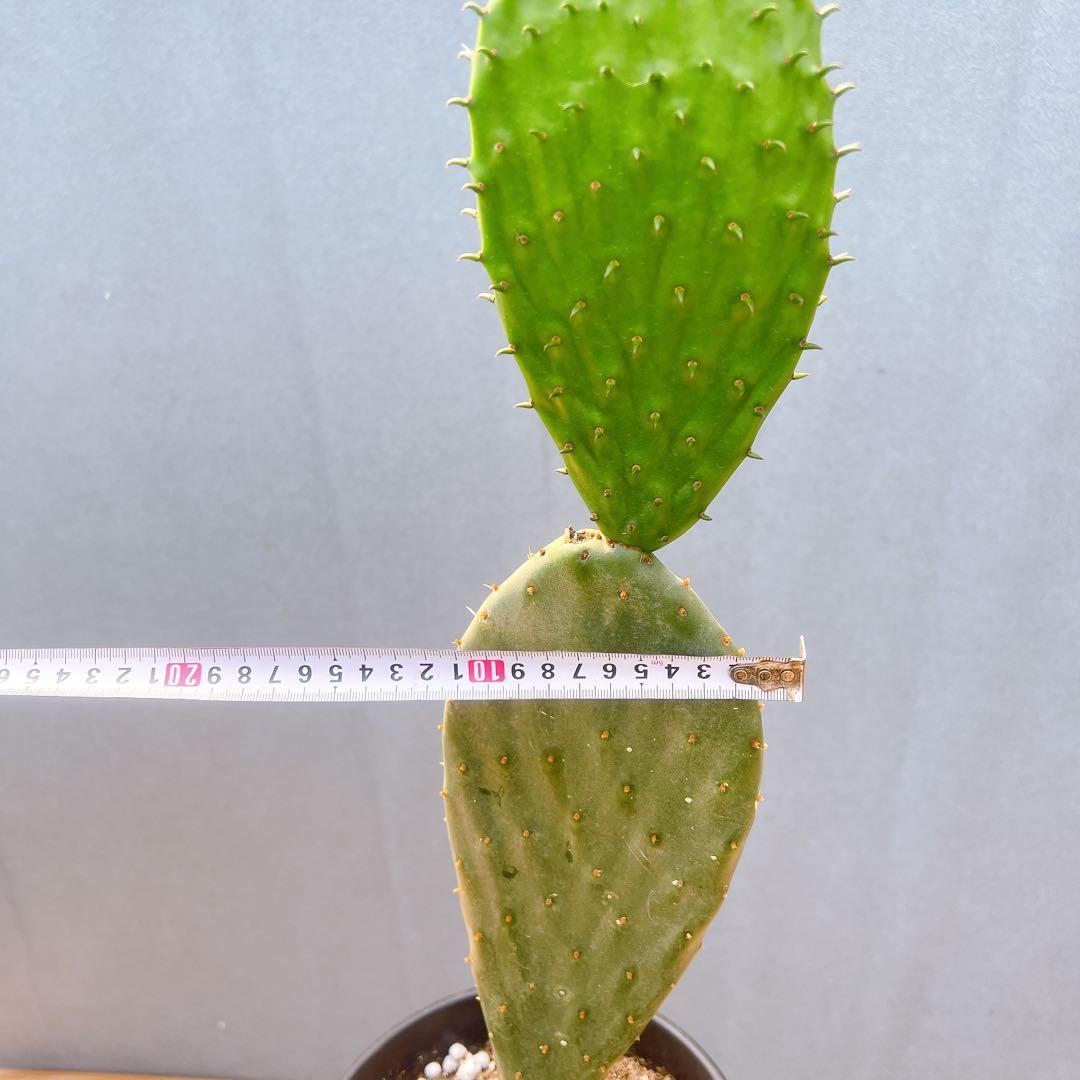 現品　サボテン　団扇サボテン　ウチワサボテン　バーバンク　棘なし　多肉植物