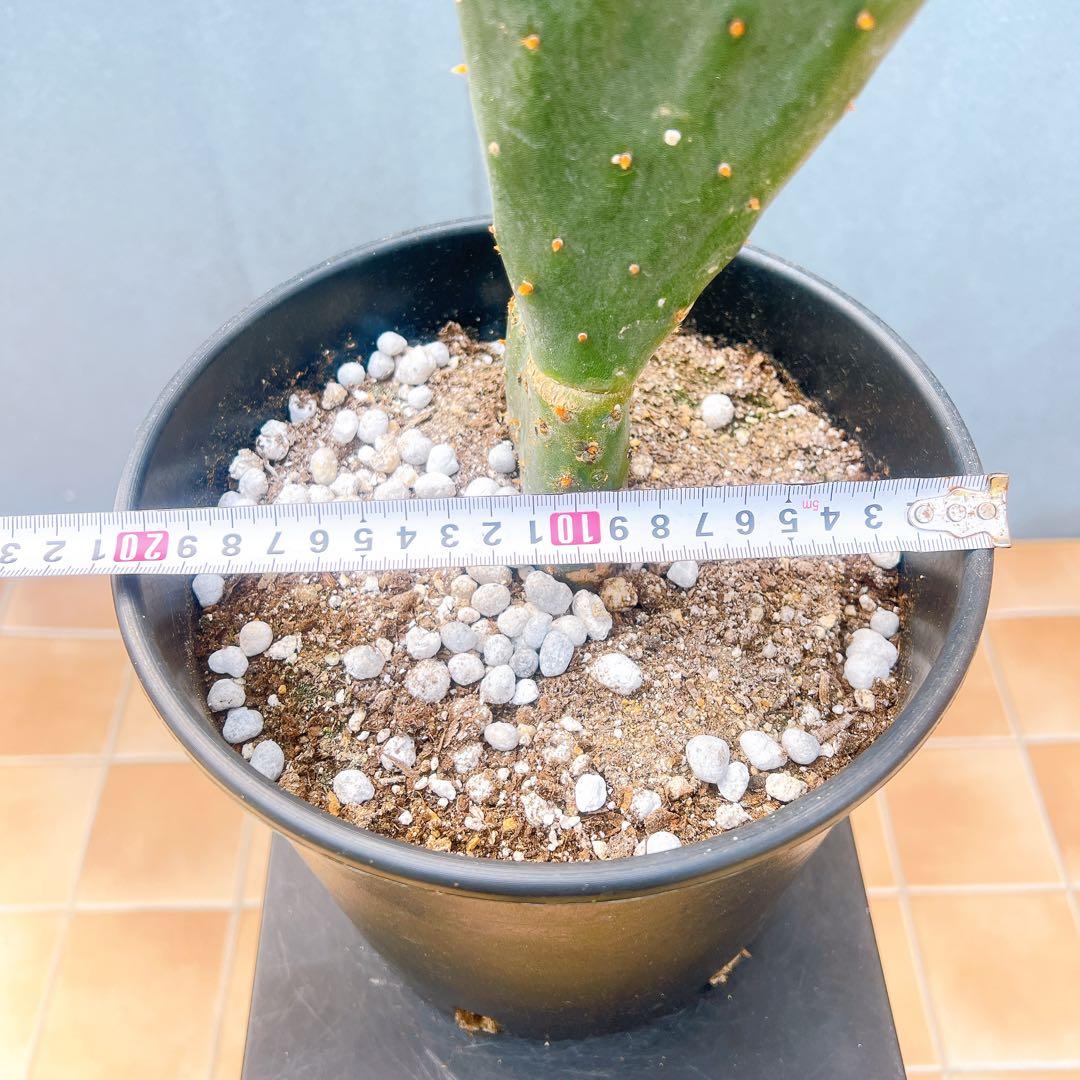 現品　サボテン　団扇サボテン　ウチワサボテン　バーバンク　棘なし　多肉植物