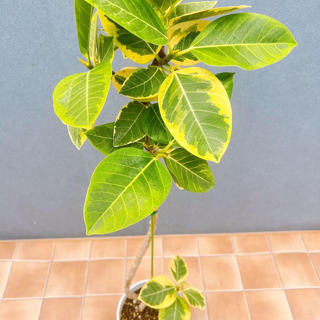 現品　フィカス　ゴムの木　アルテシマ　曲がり　10　観葉植物　インテリアグリーン