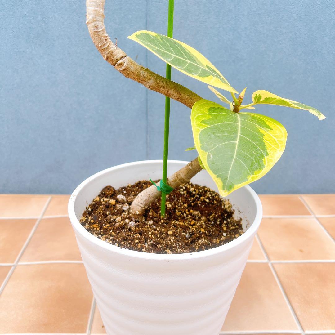 現品　フィカス　ゴムの木　アルテシマ　曲がり　10　観葉植物　インテリアグリーン