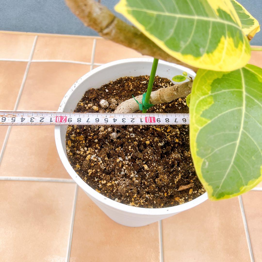 現品　フィカス　ゴムの木　アルテシマ　曲がり　10　観葉植物　インテリアグリーン
