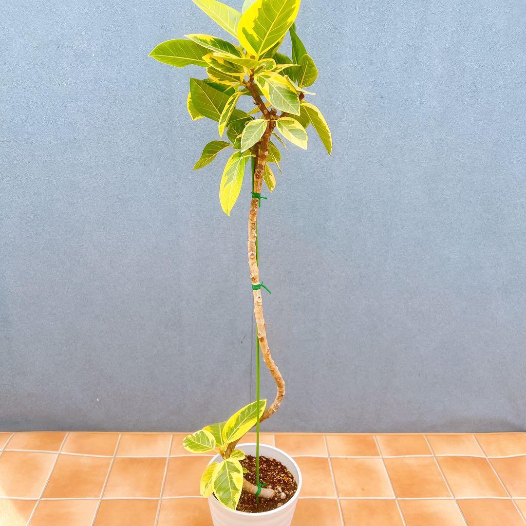 現品　フィカス　ゴムの木　アルテシマ　曲がり　10　観葉植物　インテリアグリーン