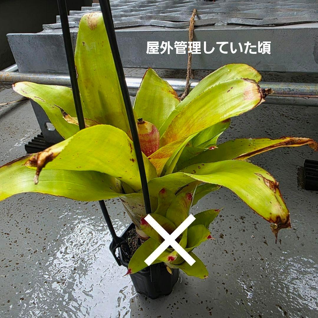 【ネオレゲリア ベストオブショー】まだ子株出るかも♪ 開花済 タンクブロメリア
